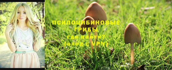 ПСИЛОЦИБИНОВЫЕ ГРИБЫ Магас